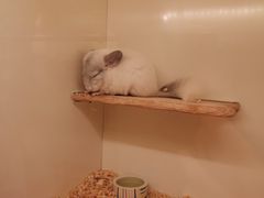 -龙猫仔乐园(惠福东路店)