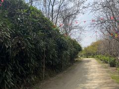 -盛世牡丹苑生态文化旅游区