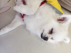 -怪兽屋·羊驼·猫咖·狗咖(俊华广场店)