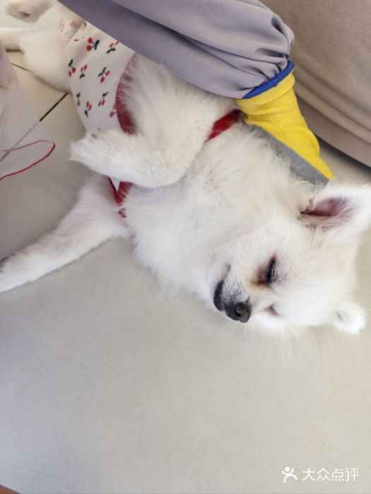 怪兽屋·羊驼·猫咖·狗咖(俊华广场店)图片