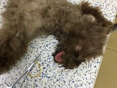 我家狗狗麻醉的样子-狗舍宠物医院(四季商业广场店)