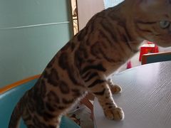 -泰国佛·塔罗·泰牌狐仙古曼