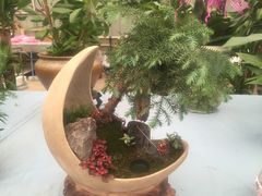 -龙大花卉苗木市场