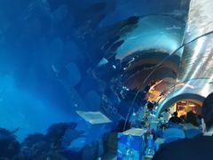 -海棠湾洲际-涛·海底餐厅·美人鱼·自助餐·海底隧道