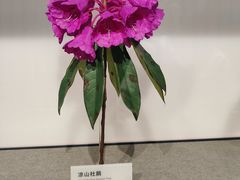 -四川大学博物馆