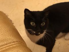 -宠爱国际动物医院· 猫科· 外科·中兽医(长白店)