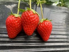 -尚田草莓姑娘白草莓采摘基地