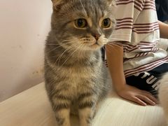 -猫咪派对(江南西店)