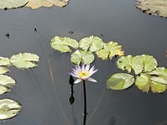 -五缘湾湿地公园