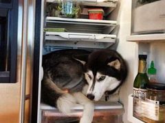 -添發碗仔翅美食