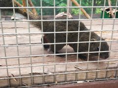 -欢乐松鼠谷