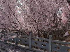 -樱花山风景区