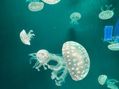 -郑州海洋馆