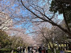 -高东镇樱花园