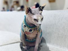 -藏猫猫咖啡主题馆(中央大道店)