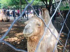 -长白岛森林公园