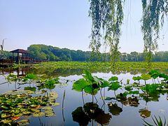 -荷塘月色湿地公园·向阳花洲