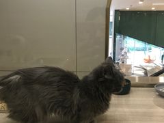 -飞行喵MR PILOT|猫舍·猫咖(静安大融城店)