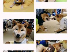 -逗柴咖啡屋·狗咖猫咖宠物桌游