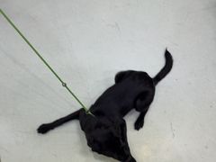 -瑞鹏宠物医院·宠保定点·心脏科·内科(御桥分院)