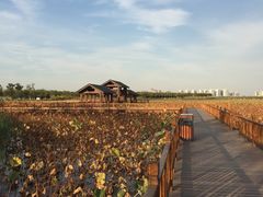 -天津东丽湖风景区