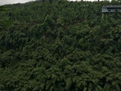 -川西竹海景区
