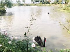 -鹅湖玫瑰文化园