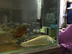 -清平路水族市场