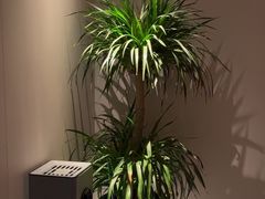 -素可汤泉(天宝大厦店)