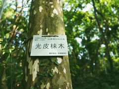 -九曜山