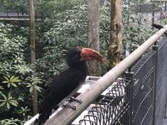 -新加坡飞禽公园