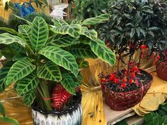 -万商花鸟市场