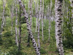 -塞罕坝国家级自然保护区