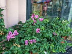-FEI FEI FLOWER鲜花店·气球派对·宝宝宴布置(虹口德必运动Loft店)