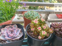 -金陵花卉交易市场