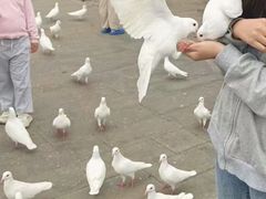 -天津妈祖文化园