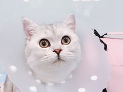 -纳吉亚猫专科动物诊疗中心(蒋宅口分院)