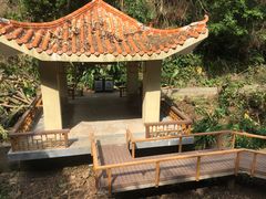 -银湖山郊野公园-相思林