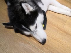 -Husky Go! 哈士奇体验馆·宠物咖啡厅狗咖