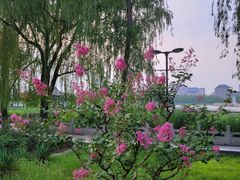 -莲花池公园