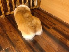 -豆柴町-柴犬主题狗咖(红鼎国际C座店)