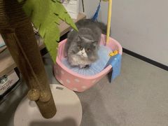 -帕帕拉兹宠物(亚洲旗舰店)