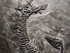 -贵州省地质博物馆
