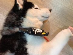 -Husky Go! 哈士奇体验馆·宠物咖啡厅狗咖