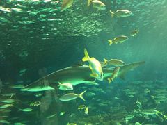 -瑞普利水族馆