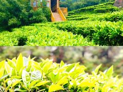 -姑婆山旅游区