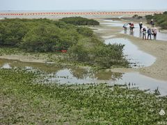 -北海金海湾红树林生态旅游区