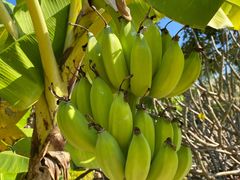 -西双版纳融创皇冠假日度假酒店