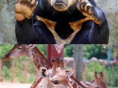 -杭州野生动物世界