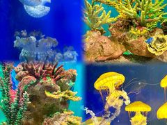 -海合安武汉极地海洋公园